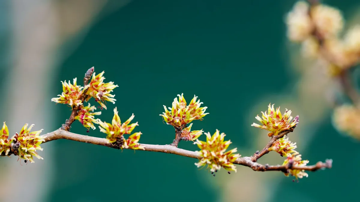 Detailed macro image of a flowering branch, capturing the essence of spring growth and renewal.