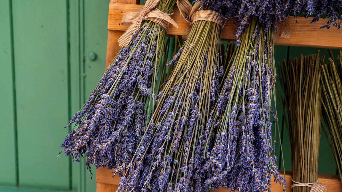 Bundles of dried lavender tied with burlap against a green wooden backdrop, showcasing rustic charm.